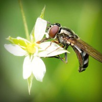 /album/cortiweafar/photolia-a02-jpg/