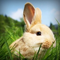 /album/cortiweafar/photolia-a03-jpg/